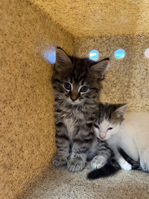 A798528, an adoptable Domestic Medium Hair in Louisville, KY