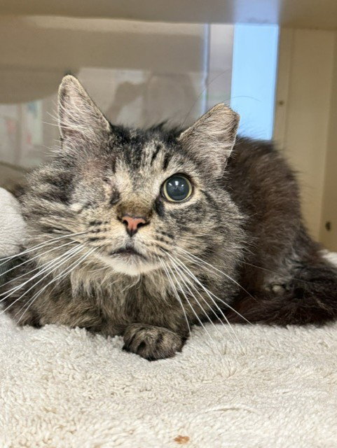 CLYDE, an adoptable Domestic Long Hair in Louisville, KY