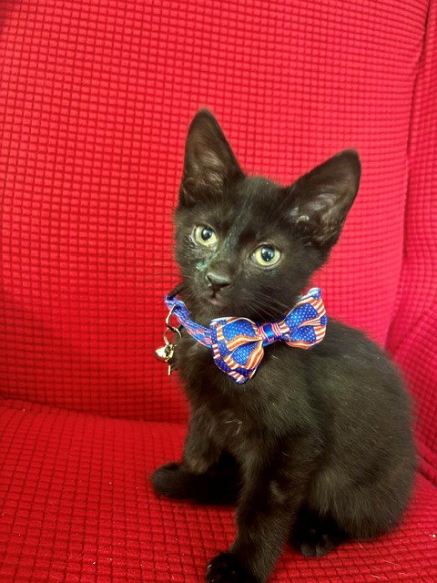 BAT BOY