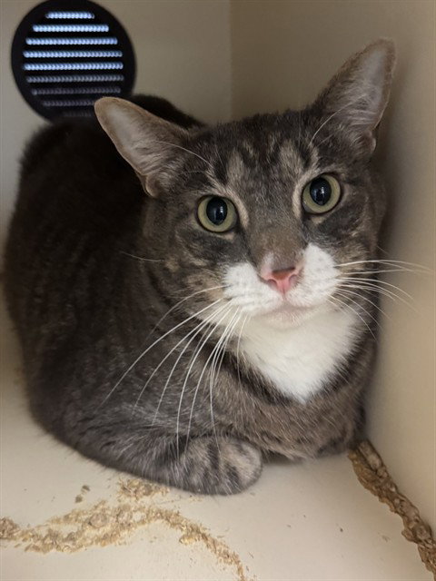 WHOPPER, an adoptable Domestic Medium Hair in Louisville, KY
