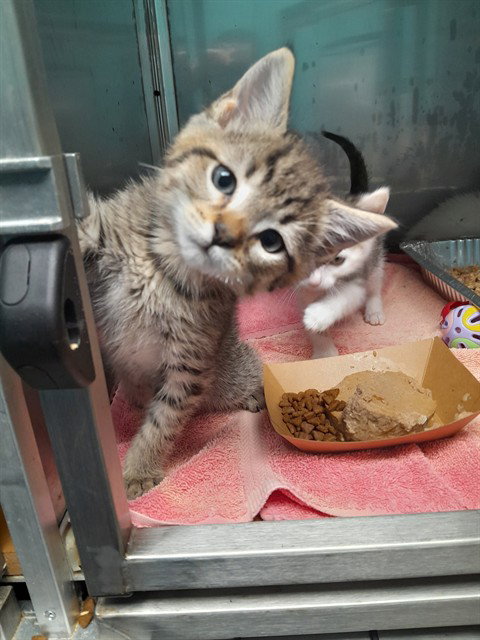 SINGLETON, Baby Domestic Short Hair (medium coat), cat for adoption in Jeffersonville, Indiana