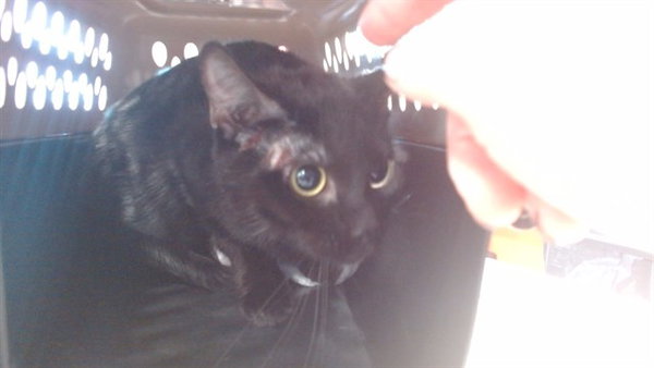 PRUDENCE