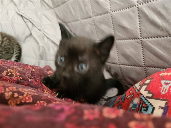 GIZMO