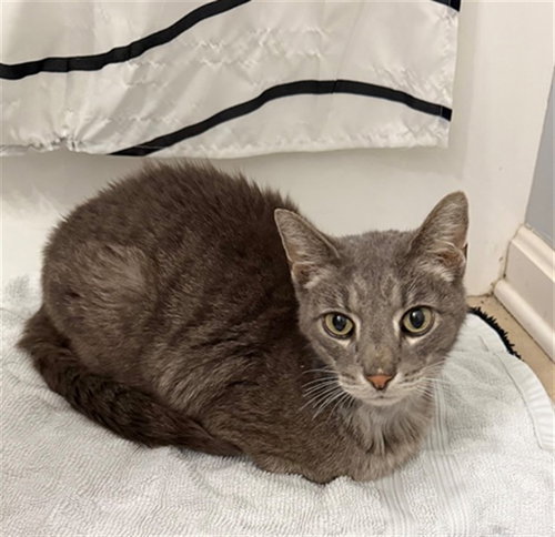 EVE, an adoptable Domestic Short Hair in Louisville, KY