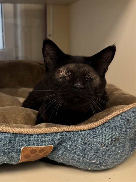 TARGI, an adoptable Domestic Short Hair in Louisville, KY