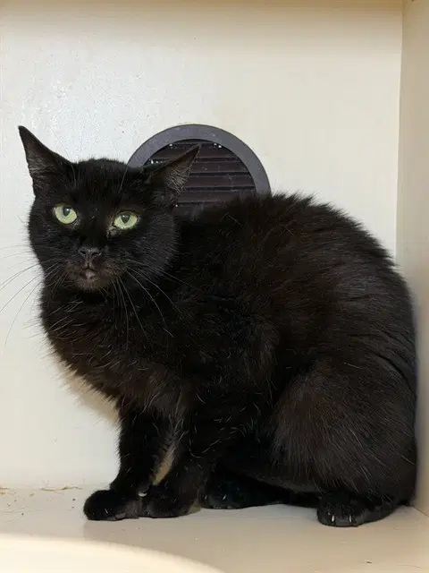 Sea Shells - Domestic Short Hair