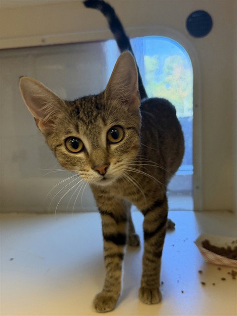 BABY RUTH, a cat for adoption from Louisville Metro Animal Services
