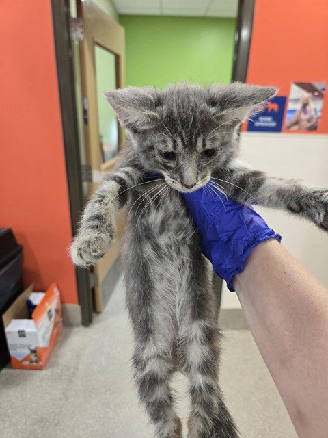 LOPEZ, an adoptable Domestic Short Hair in Louisville, KY