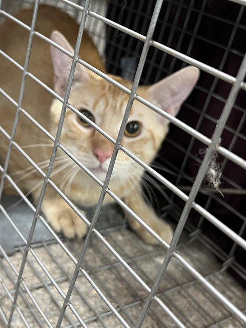 VICKI, an adoptable Domestic Short Hair in Louisville, KY