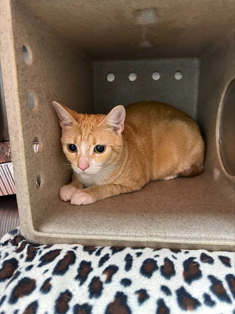 GARCIA, an adoptable Domestic Short Hair in Louisville, KY