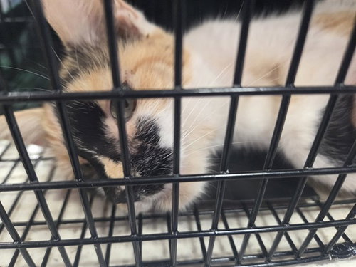 THE PYTHIA, an adoptable Domestic Short Hair in Louisville, KY
