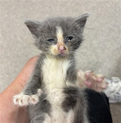 GROGU, an adoptable Domestic Short Hair in Louisville, KY