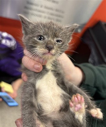 BOBA FETT, an adoptable Domestic Short Hair in Louisville, KY