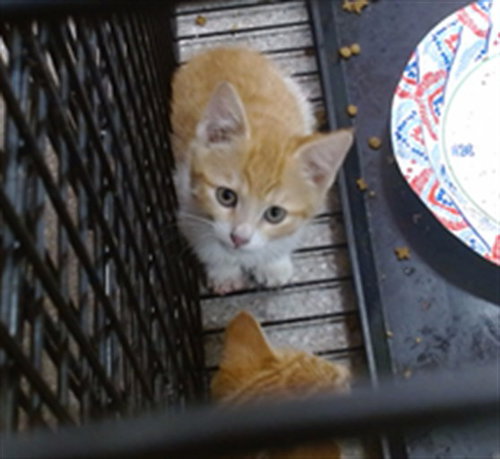 YODA, an adoptable Domestic Short Hair in Louisville, KY