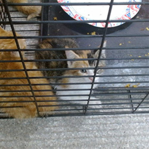 KYLO REN, an adoptable Domestic Short Hair in Louisville, KY
