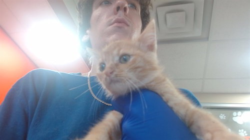 FINN, an adoptable Domestic Short Hair in Louisville, KY