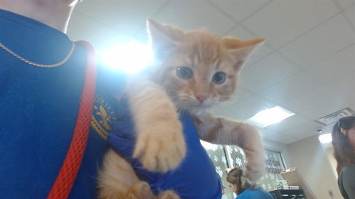 ANAKIN, an adoptable Domestic Short Hair in Louisville, KY