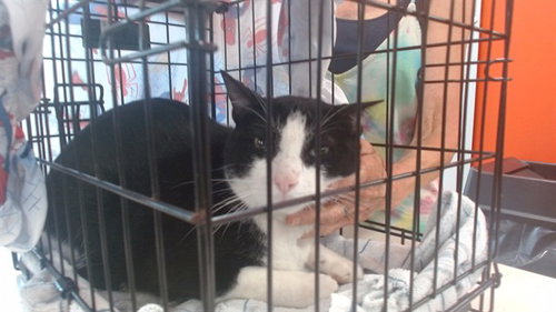 OLIVER, an adoptable Domestic Short Hair in Louisville, KY