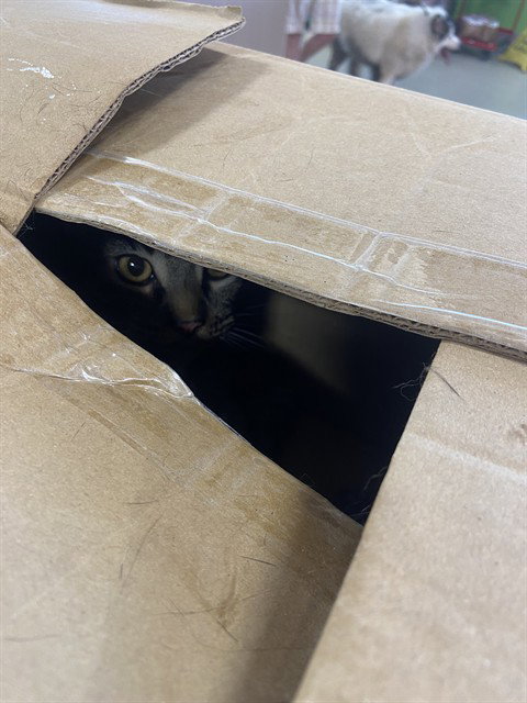 Oliver