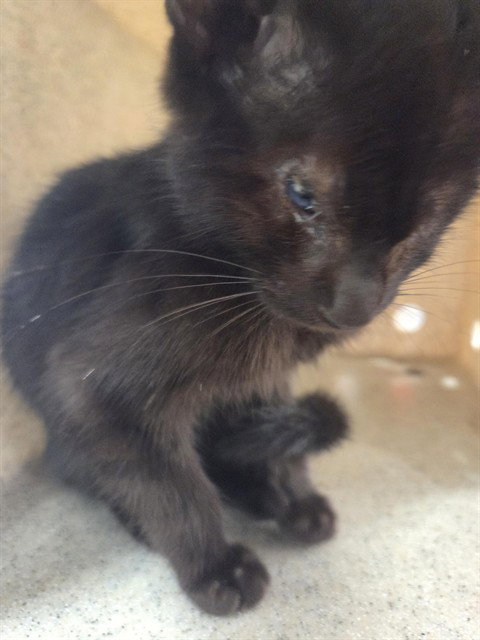 Odin