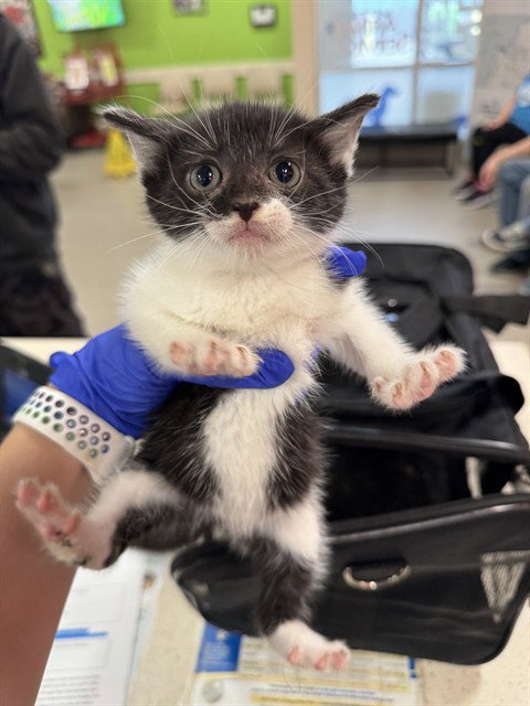 Kiki