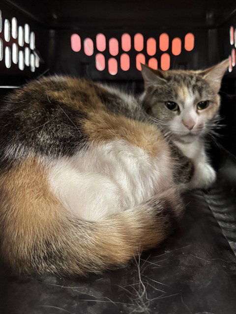 KEEKEE, an adoptable Domestic Short Hair in Louisville, KY