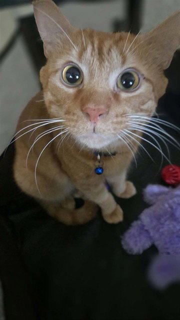 SOKKA, a cat for adoption from Louisville Metro Animal Services