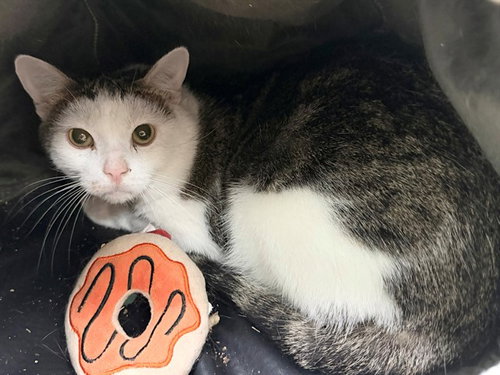 picture of the cat needing adoption