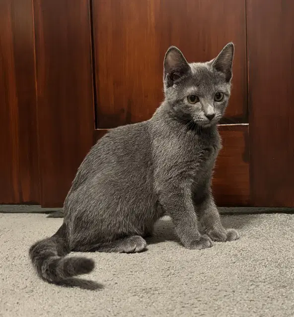 Olivetti - Domestic Short Hair