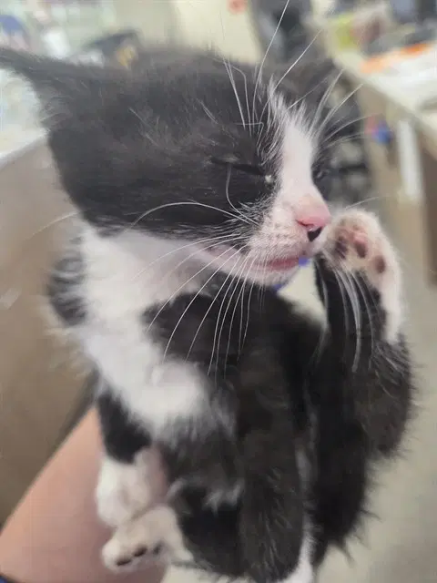 Usi - Domestic Short Hair