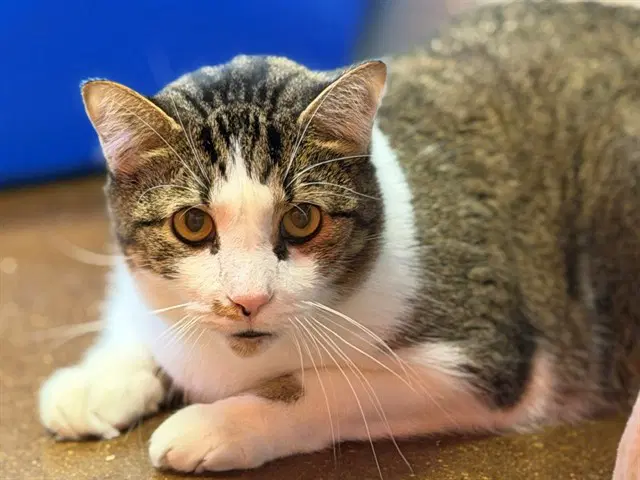 Unknown - Domestic Short Hair