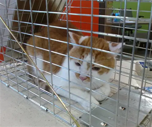 Sweet Heart - Domestic Short Hair