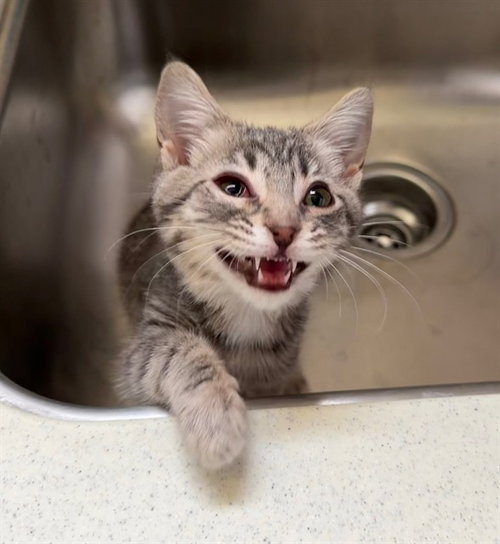 picture of the cat needing adoption