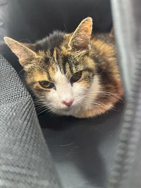 Patience - Domestic Short Hair