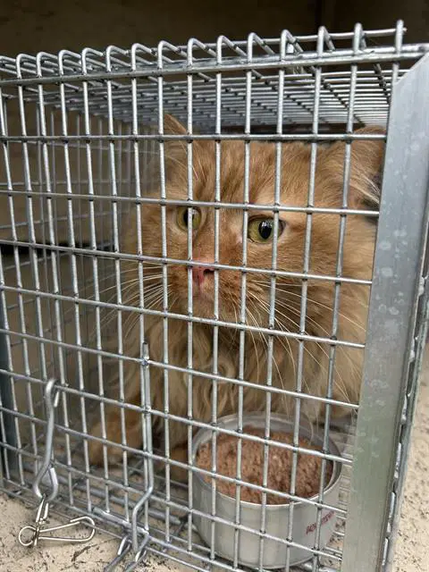 Rusty James - Domestic Long Hair