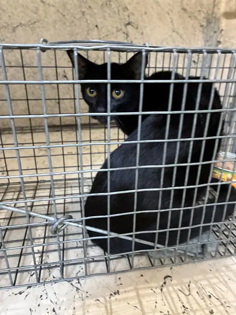 Unknown - Domestic Short Hair