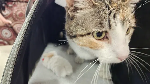 Cubby - Domestic Short Hair