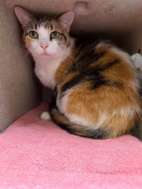 picture of the cat needing adoption