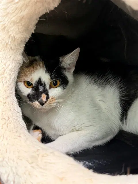Echo - Domestic Short Hair