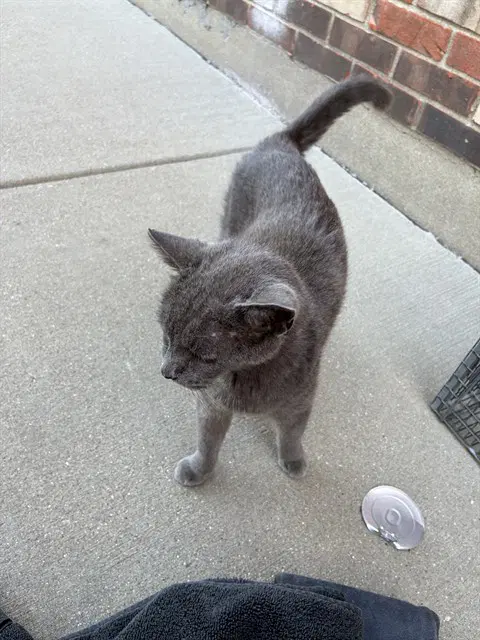 Silver Mist - Domestic Short Hair