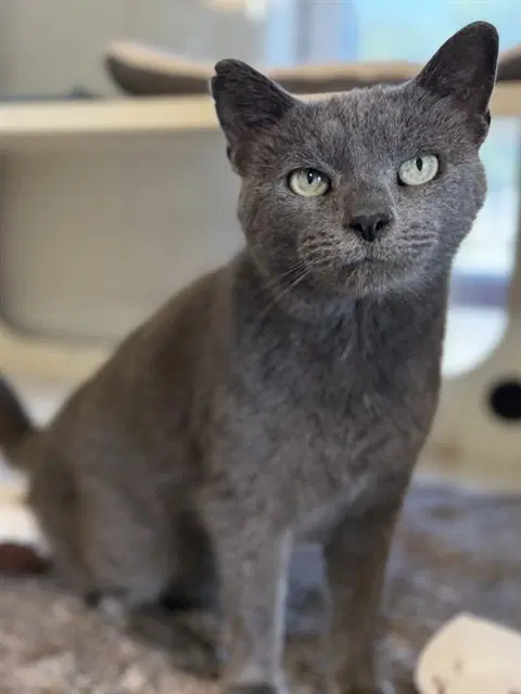 Silver Mist - Domestic Short Hair