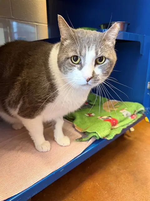 Unknown - Domestic Short Hair