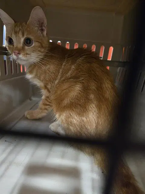 Unknown - Domestic Short Hair