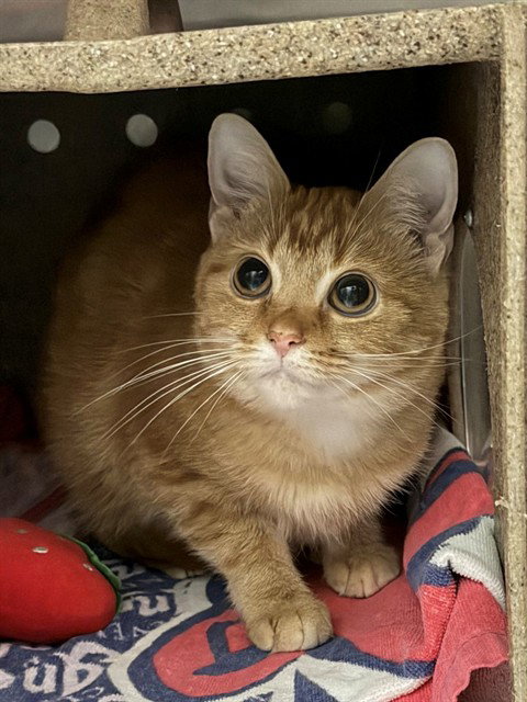 picture of the cat needing adoption