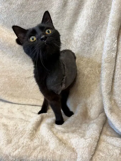 Tattoo Charlie - Domestic Short Hair