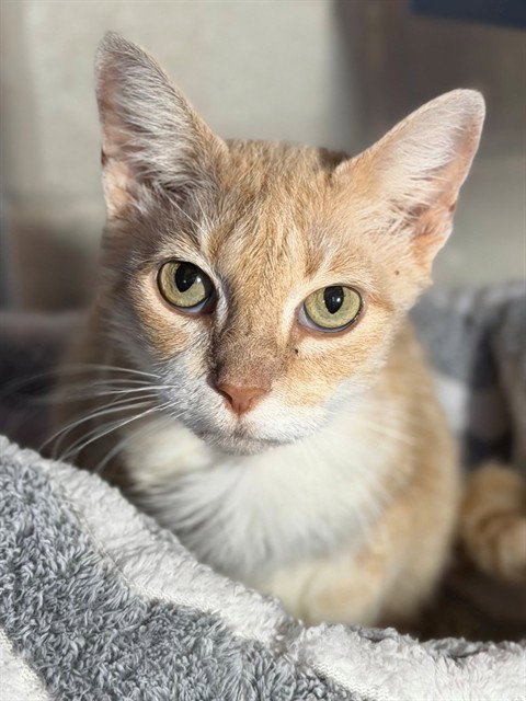 picture of the cat needing adoption
