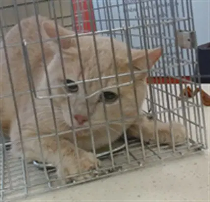 Scott - Domestic Short Hair