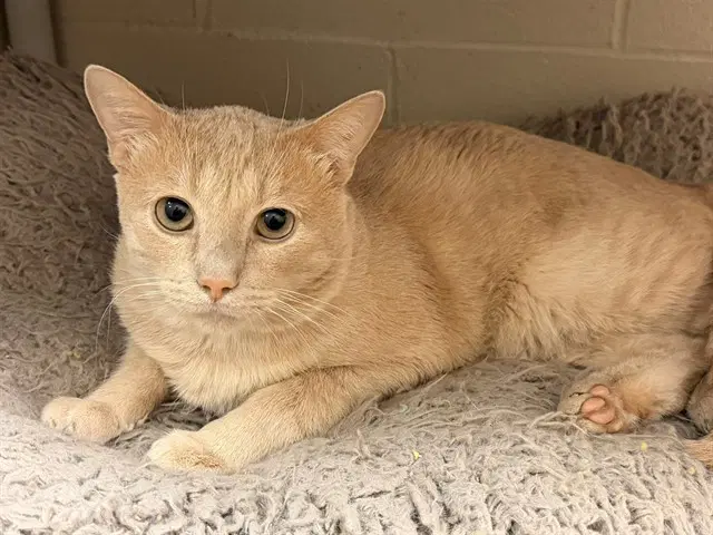 Scott - Domestic Short Hair
