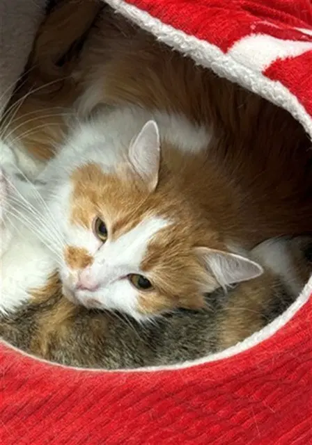 Fuzzy-Butts - Domestic Short Hair