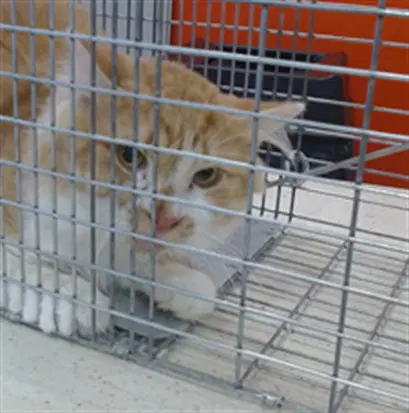 Elias - Domestic Short Hair